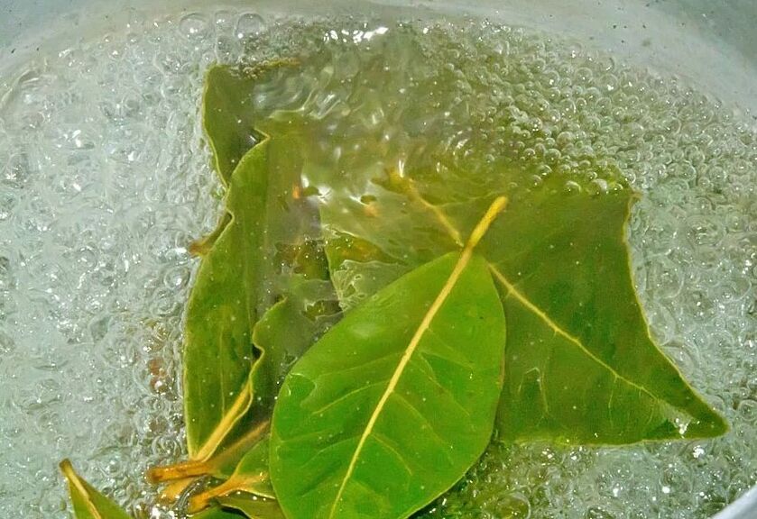 A decoction of laurel leaves